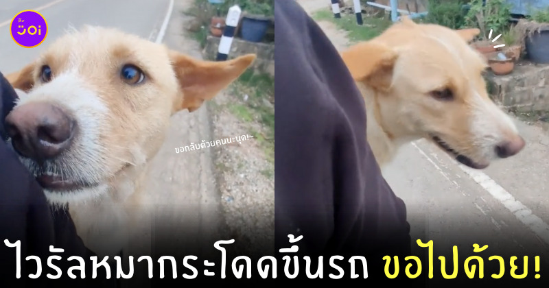 หมากระโดดขึ้นรถ