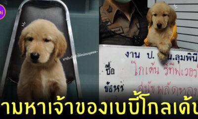 ตามหาเจ้าของหมาโกลเด้น