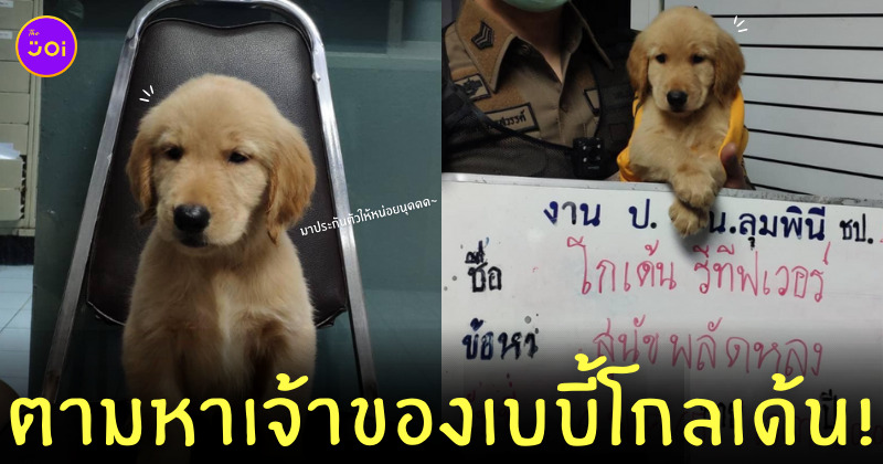 ตามหาเจ้าของหมาโกลเด้น