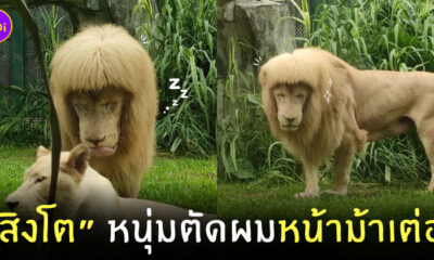 สิงโตหน้าม้าเต่อ