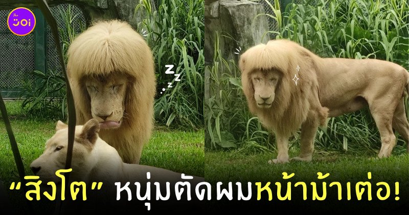 สิงโตหน้าม้าเต่อ