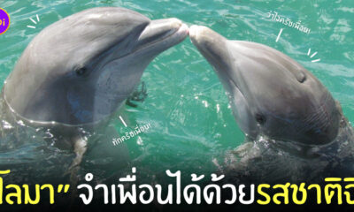 วิจัยโลมา