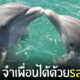 วิจัยโลมา