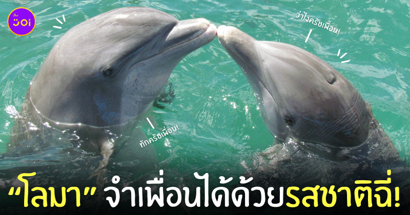 วิจัยโลมา
