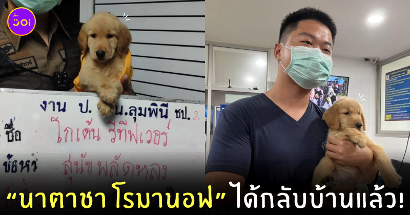หมาโกลเด้นเจอเจ้าของแล้ว
