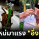 กล้ากินมั้ย อึ่งช็อต เมนูใหม่มาแรงบน TikTok สายเปิบพิสดารต้องลอง!