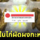 สันในไก่ผัดผงกะหรี่เหมือนขี้