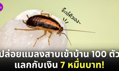 กำจัดแมลงสาบ