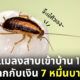 กำจัดแมลงสาบ