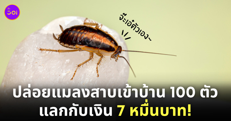 กำจัดแมลงสาบ