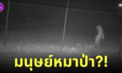 สัตว์ประหลาด อเมริกา