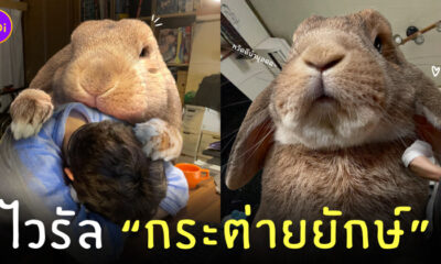 ไวรัลกระต่ายยักษ์ ญี่ปุ่น