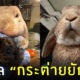 ไวรัลกระต่ายยักษ์ ญี่ปุ่น