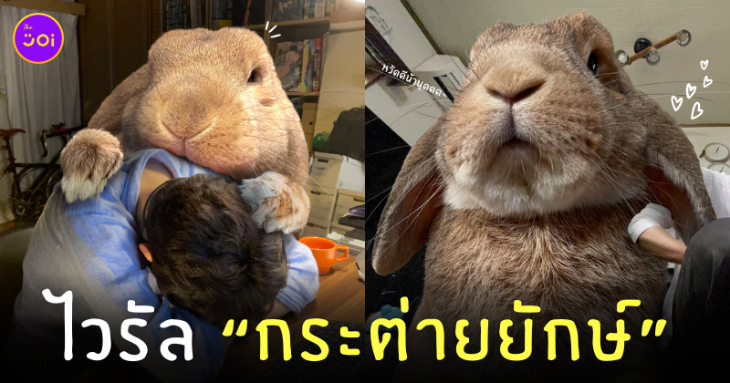 ไวรัลกระต่ายยักษ์ ญี่ปุ่น