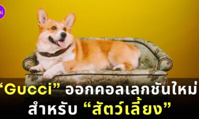Gucci ออกคอลเลกชันใหม่สำหรับสัตว์เลี้ยง