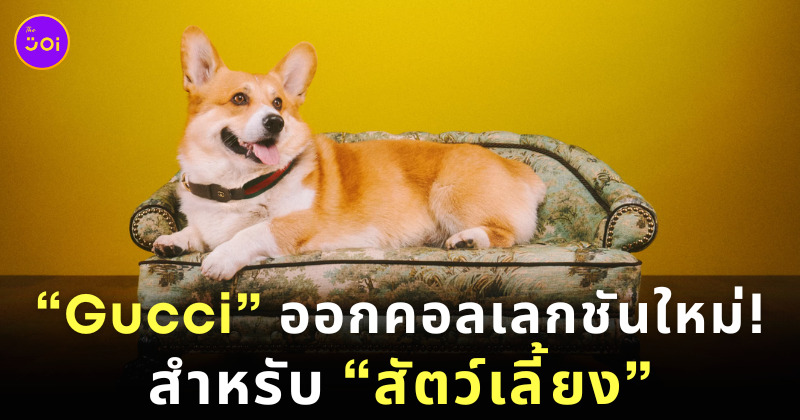 Gucci ออกคอลเลกชันใหม่สำหรับสัตว์เลี้ยง