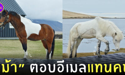 ม้าตอบอีเมลแทนคน