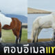 ม้าตอบอีเมลแทนคน