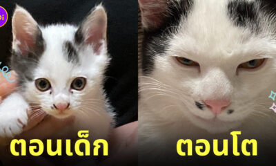 แมวญี่ปุ่น