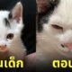 แมวญี่ปุ่น