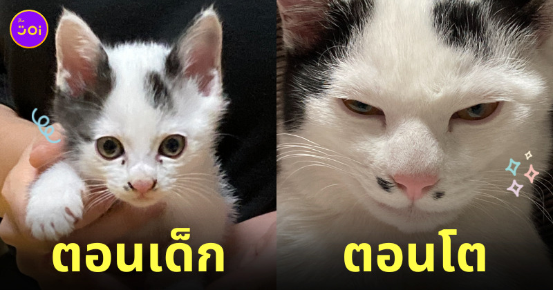 แมวญี่ปุ่น