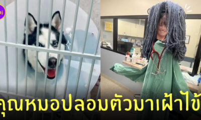 ไซบีเรียนฮัสกี