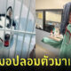 ไซบีเรียนฮัสกี