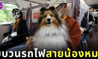 ขบวนรถไฟสายน้องหมา