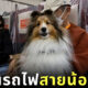 ขบวนรถไฟสายน้องหมา