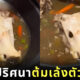 ต้มเล้งหัวหมา