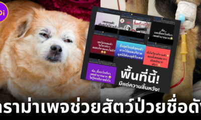 เพจช่วยเหลือหมาชื่อดังถูกชาวเน็ตวิจารณ์ยับ! นำเงินบริจาคไปใช้ส่วนตัวอู้ฟู่