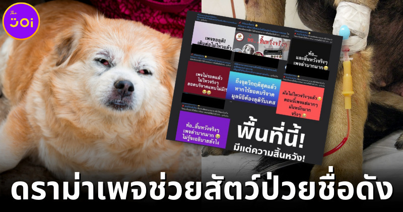 เพจช่วยเหลือหมาชื่อดังถูกชาวเน็ตวิจารณ์ยับ! นำเงินบริจาคไปใช้ส่วนตัวอู้ฟู่