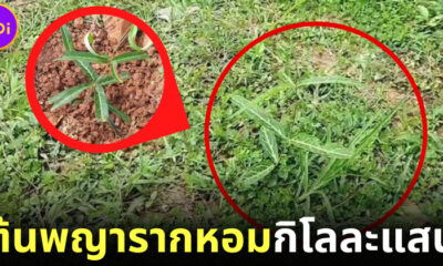 มีหญ้าอย่าเพิ่งตัด! เพราะอาจเป็น ต้นพญารากหอม กิโลละแสน
