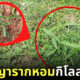 มีหญ้าอย่าเพิ่งตัด! เพราะอาจเป็น ต้นพญารากหอม กิโลละแสน