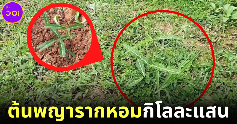 มีหญ้าอย่าเพิ่งตัด! เพราะอาจเป็น ต้นพญารากหอม กิโลละแสน