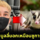 พชร์ อานนท์ ไม่ท้อคนบูลลี่หน้าใหม่เหมือนชูก้าไรเดอร์ เตรียมทำคอเร็ว ๆ นี้
