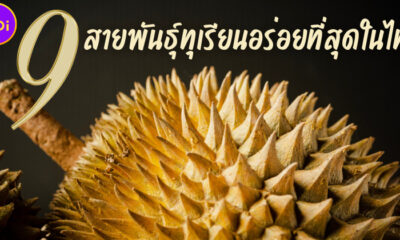 9 สายพันธุ์ทุเรียนอร่อยที่สุดในไทย ถูกปากคนไทยและต่างชาติตลอดกาล