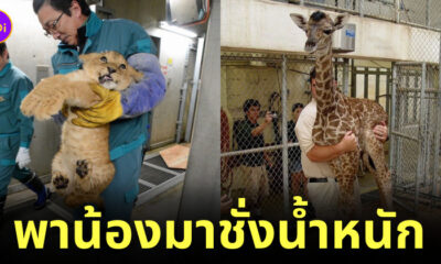 สัตว์ชั่งน้ำหนัก