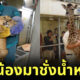 สัตว์ชั่งน้ำหนัก