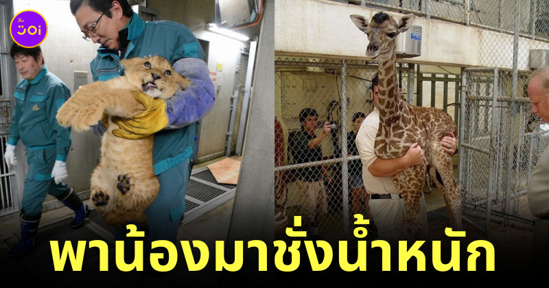 สัตว์ชั่งน้ำหนัก