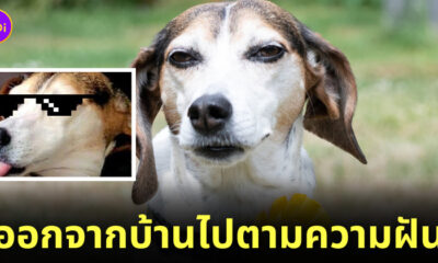 Fleem Template The Joi FBWebsite 13