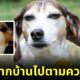 Fleem Template The Joi FBWebsite 13