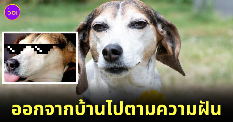 Fleem Template The Joi FBWebsite 13