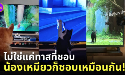 เกม stray ps4 แมว