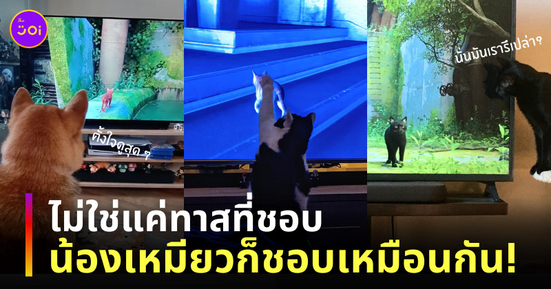 เกม stray ps4 แมว