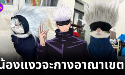 ชุดคอสเพลย์ โกโจ แมว