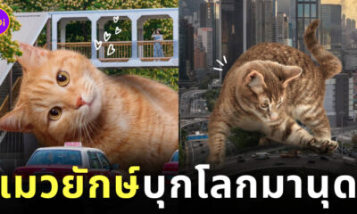 รูปแมวยักษ์