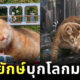 รูปแมวยักษ์