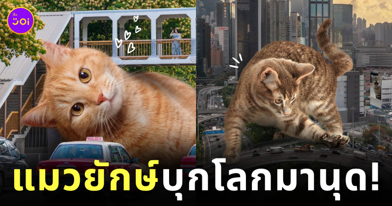 รูปแมวยักษ์