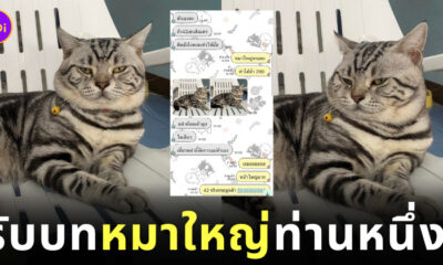 ปลอกคอแมวอ้วน